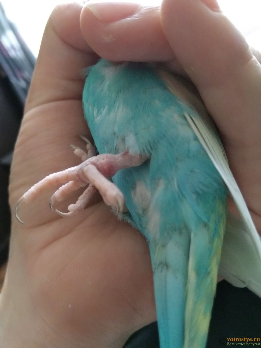 Лапки волнистого попугая
