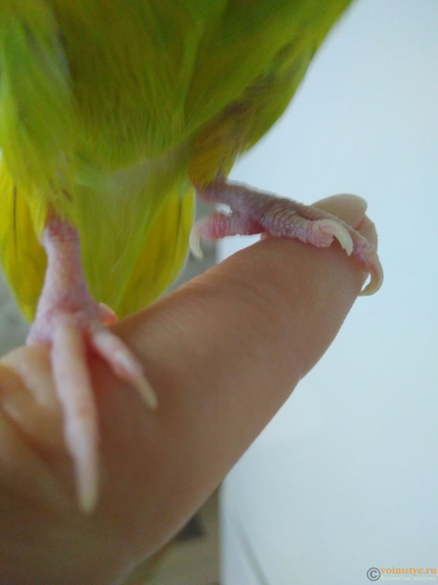 У волнистого попугая восковица темная