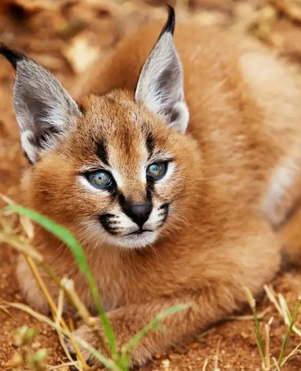 Каракал, пустынная Рысь