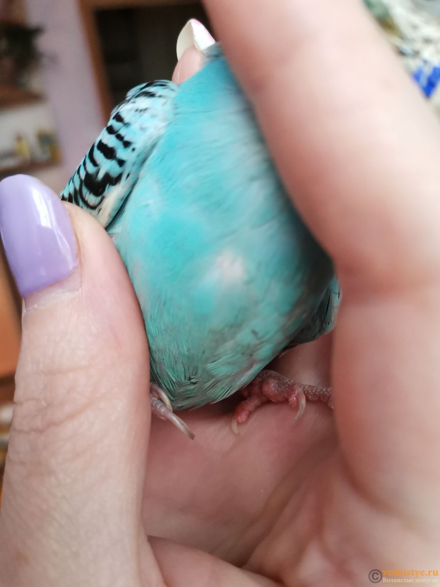 Лапы волнистого попугая