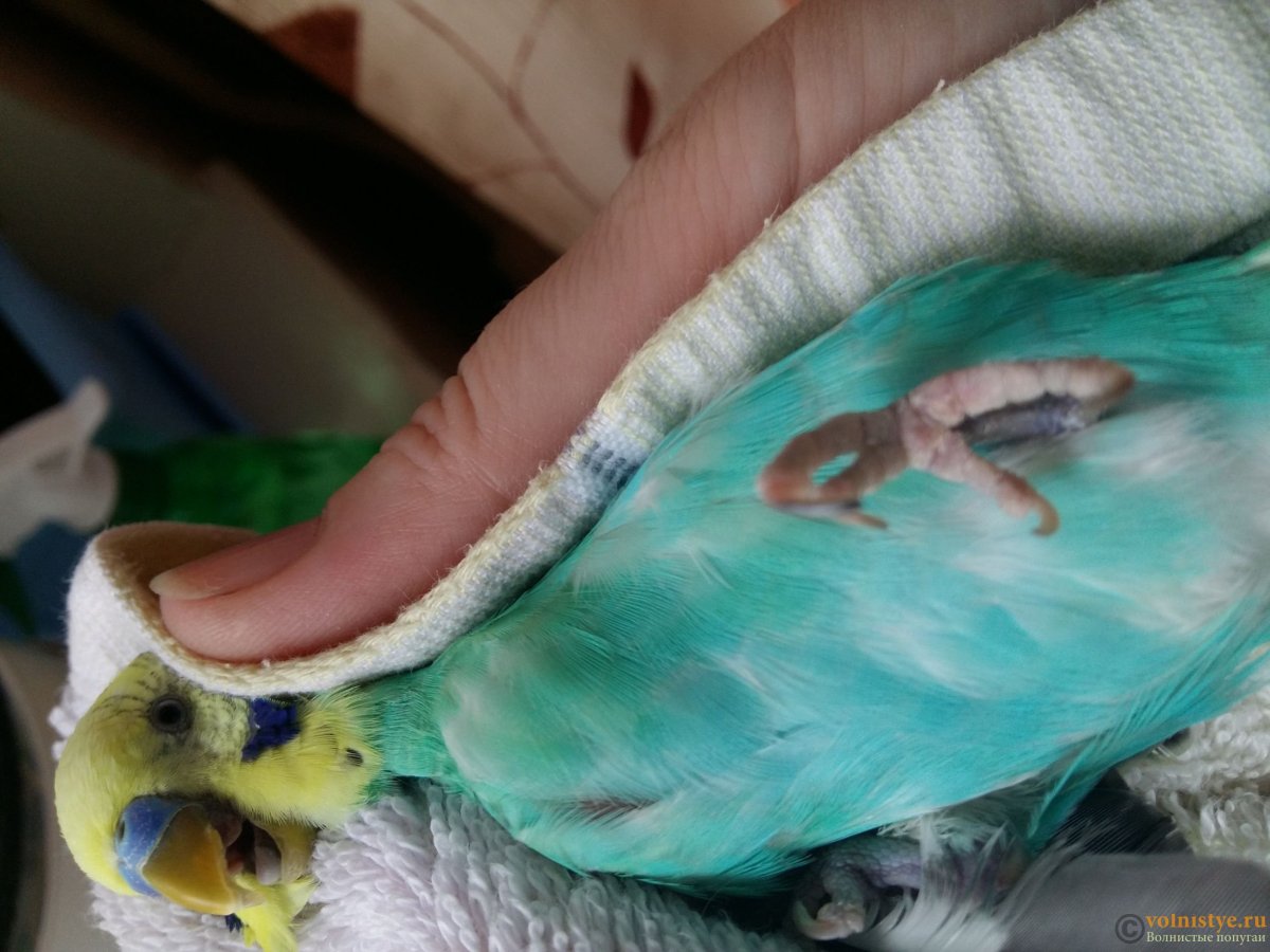 Перелом лапки у волнистого попугая
