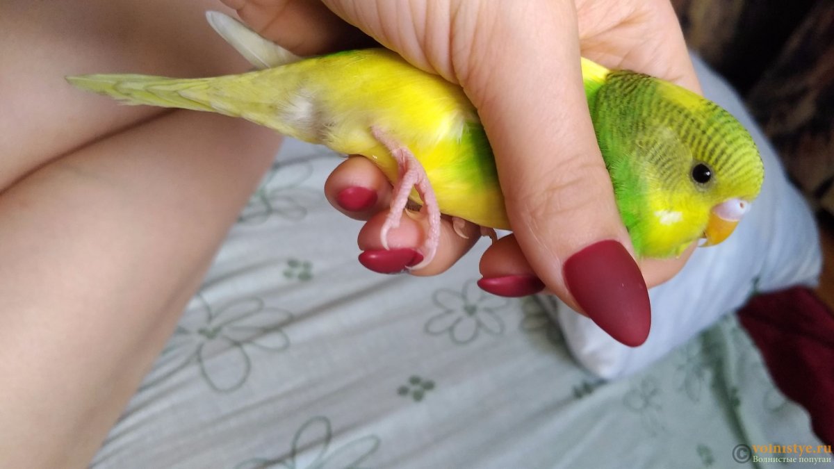 Лапы попугая