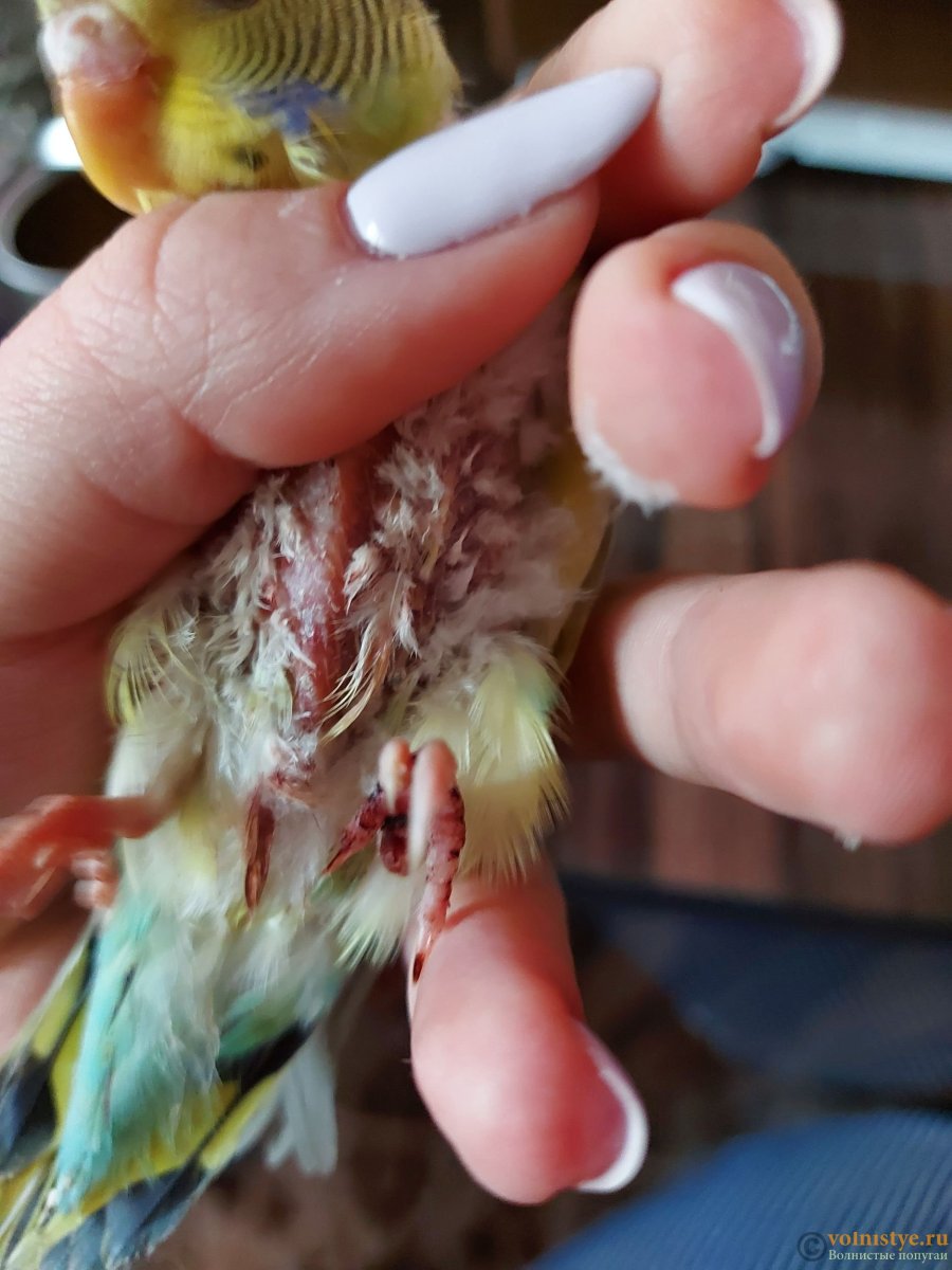 Волнистый попугай