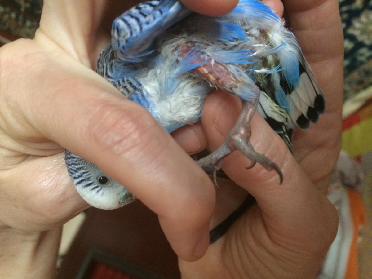 Лапки волнистого попугайчика