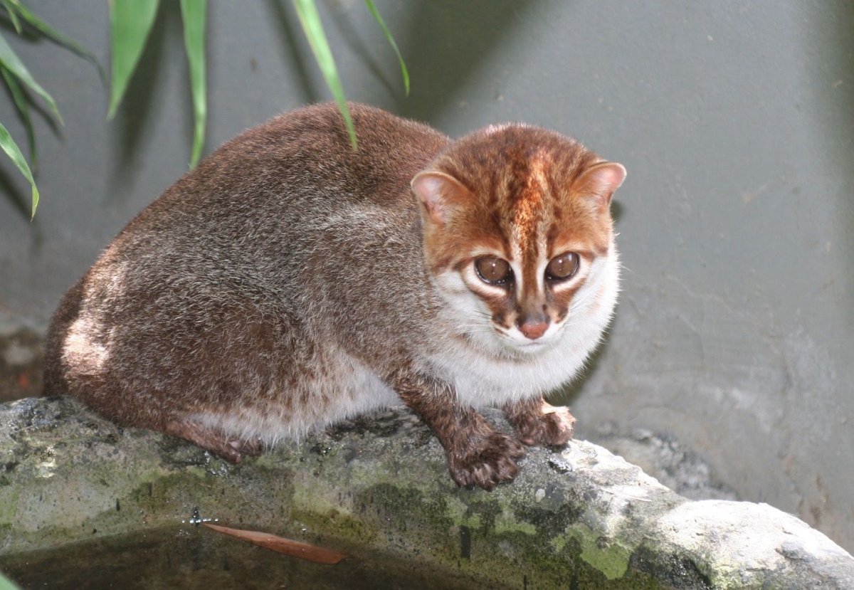 Prionailurus bengalensis iriomotensis