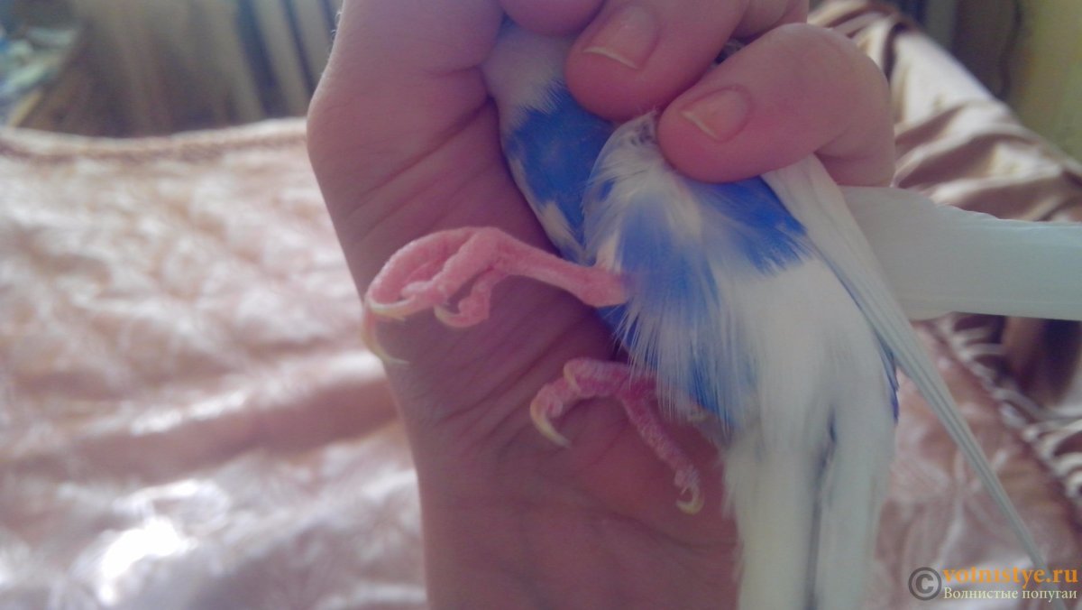 Лапы попугая два пальца вперед два назад почему