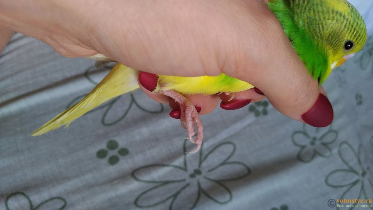 Гибриды волнистых попугаев