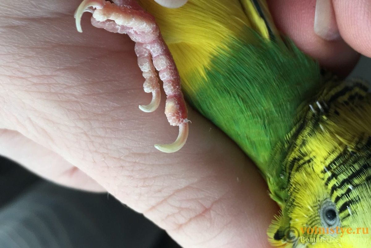 Лапы волнистого попугая