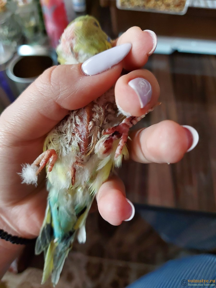 Подагра у попугая волнистого