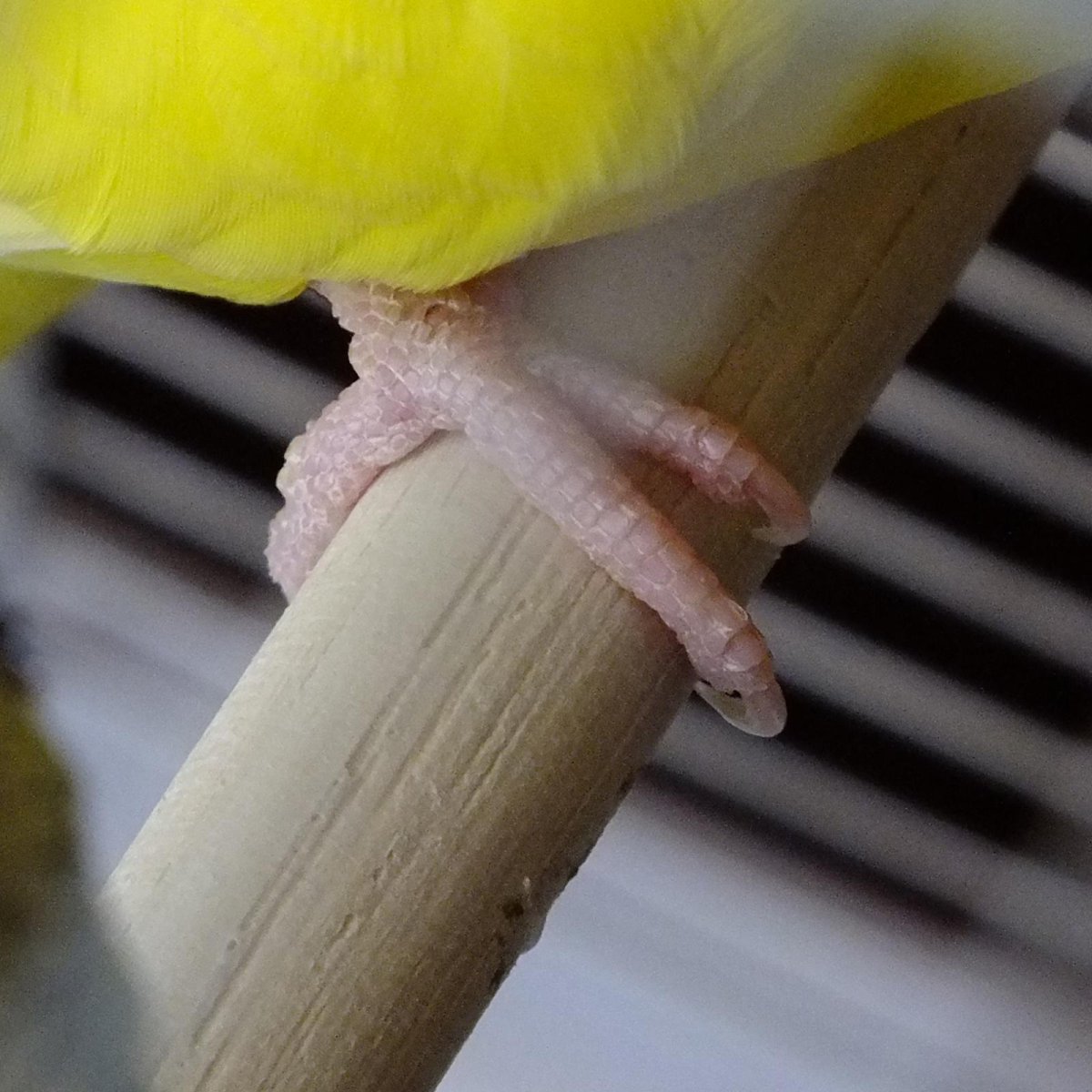 Здоровые лапки у волнистых попугаев