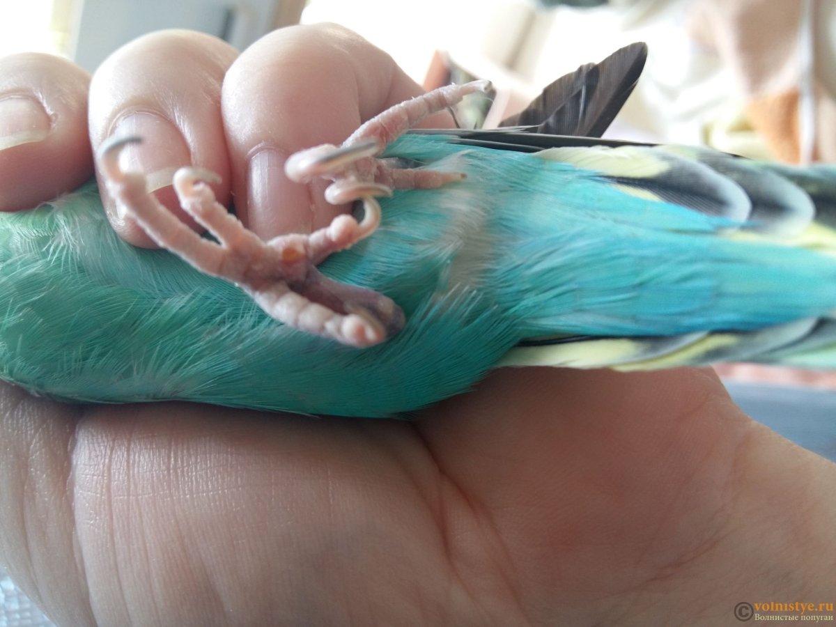 Здоровые лапки у волнистых попугаев