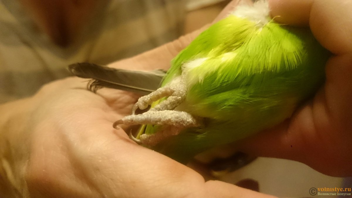 Лапы попугая ара