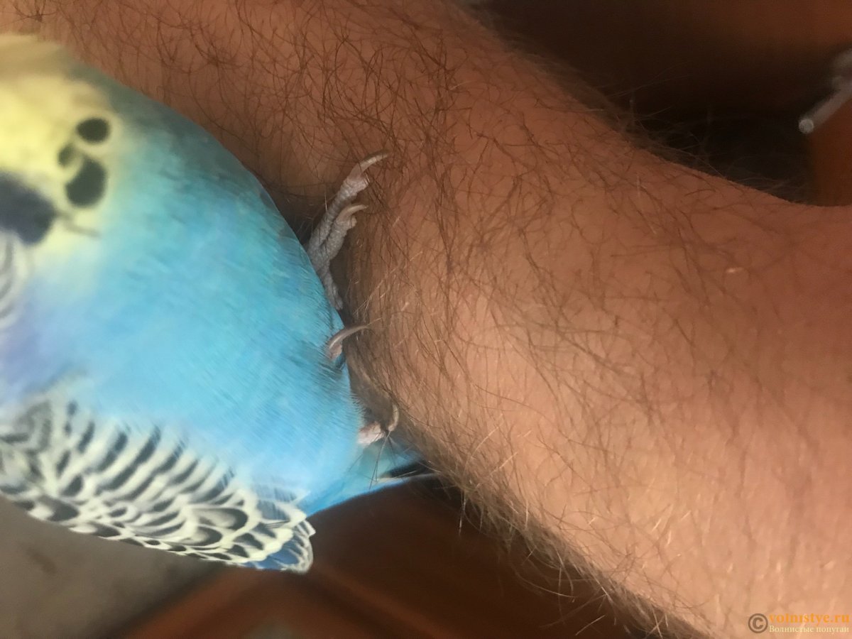 Подагра у попугая волнистого