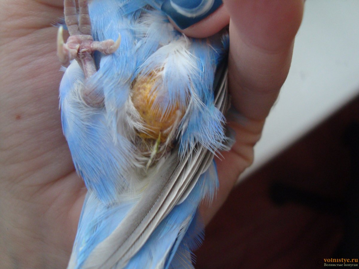 Синие лапки у волнистого попугая
