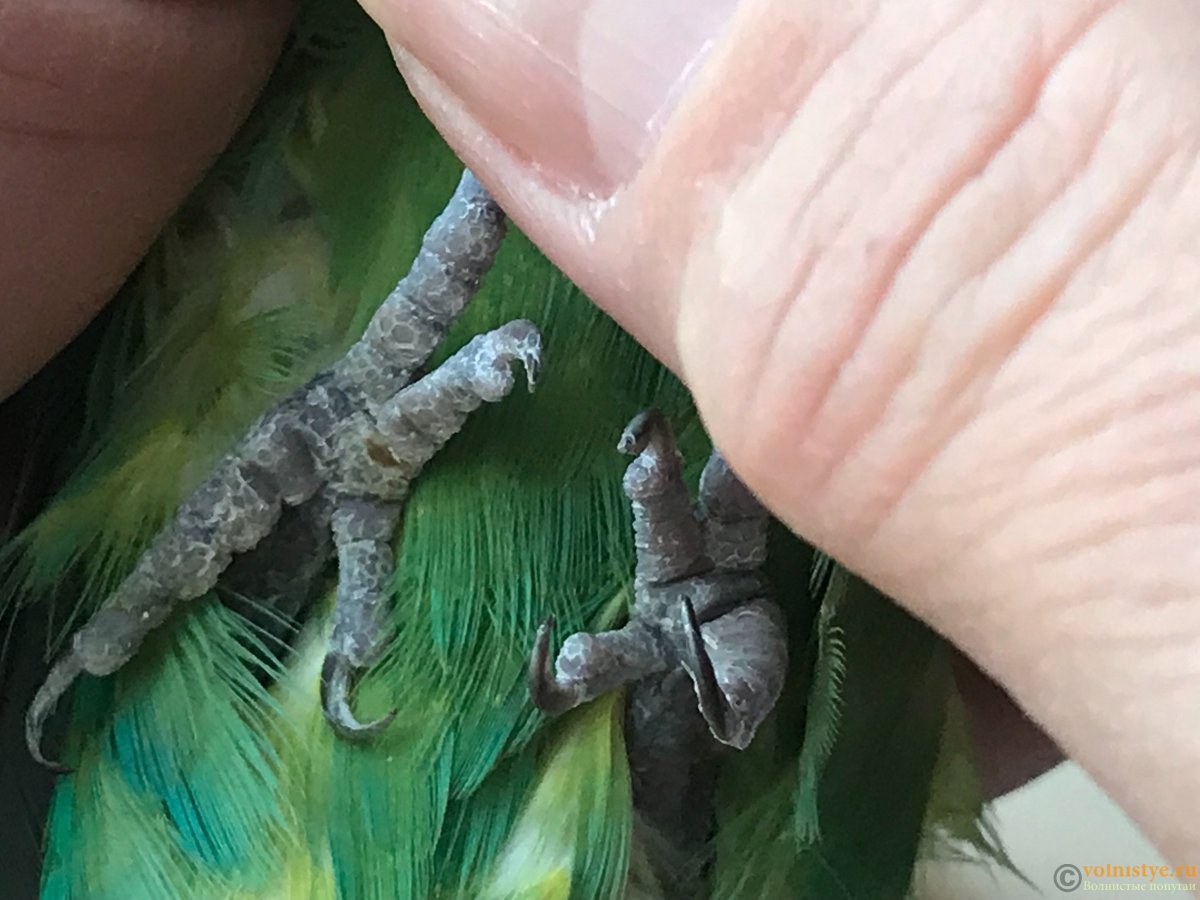 Здоровые лапы попугая