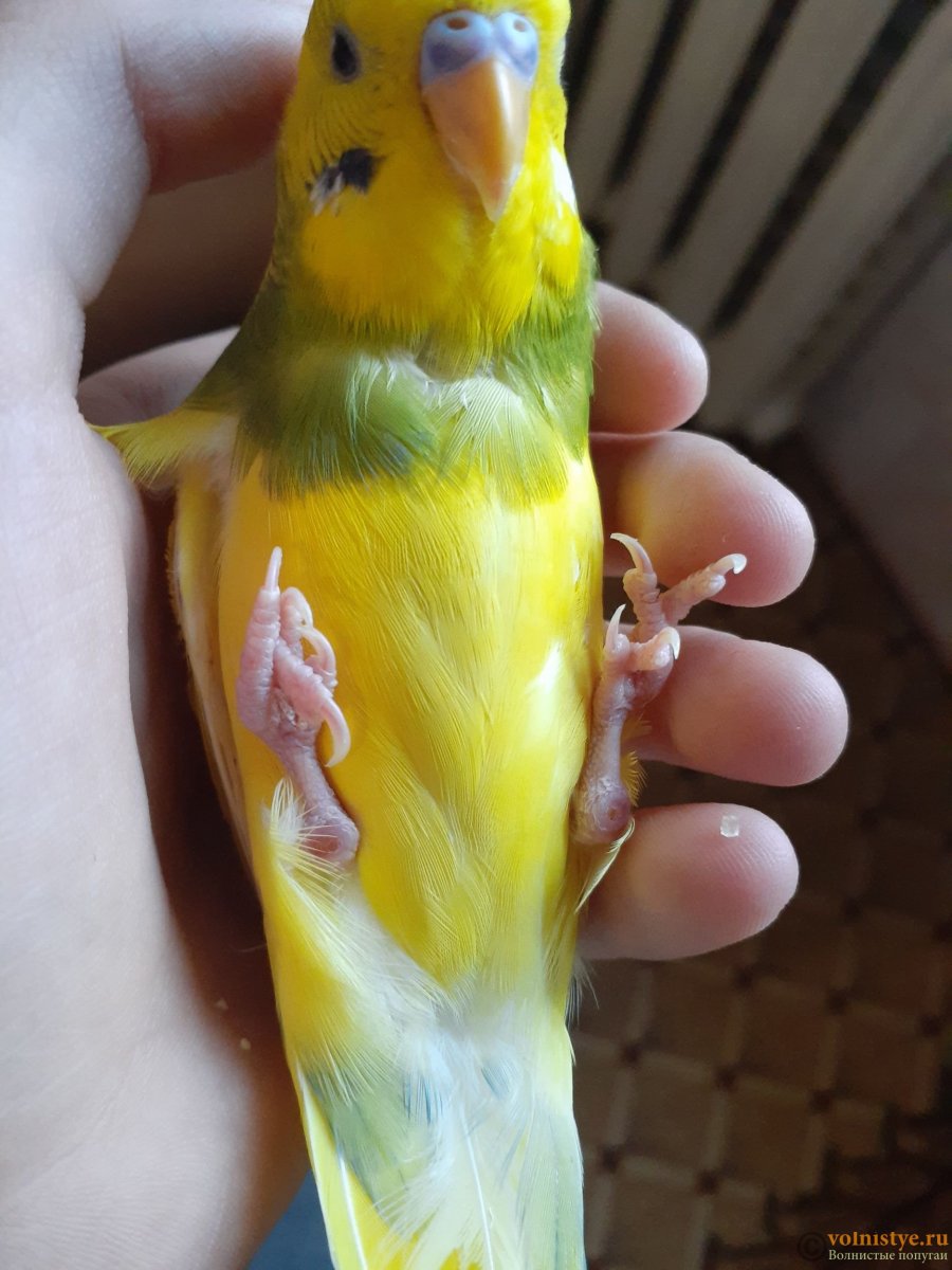 Суставная подагра у попугая