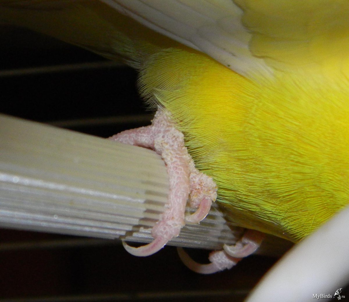 Здоровые лапы волнистого попугая