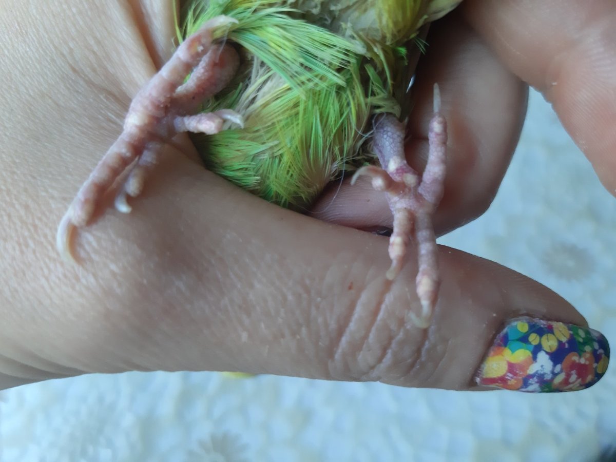 Волнистый попугайчик синий