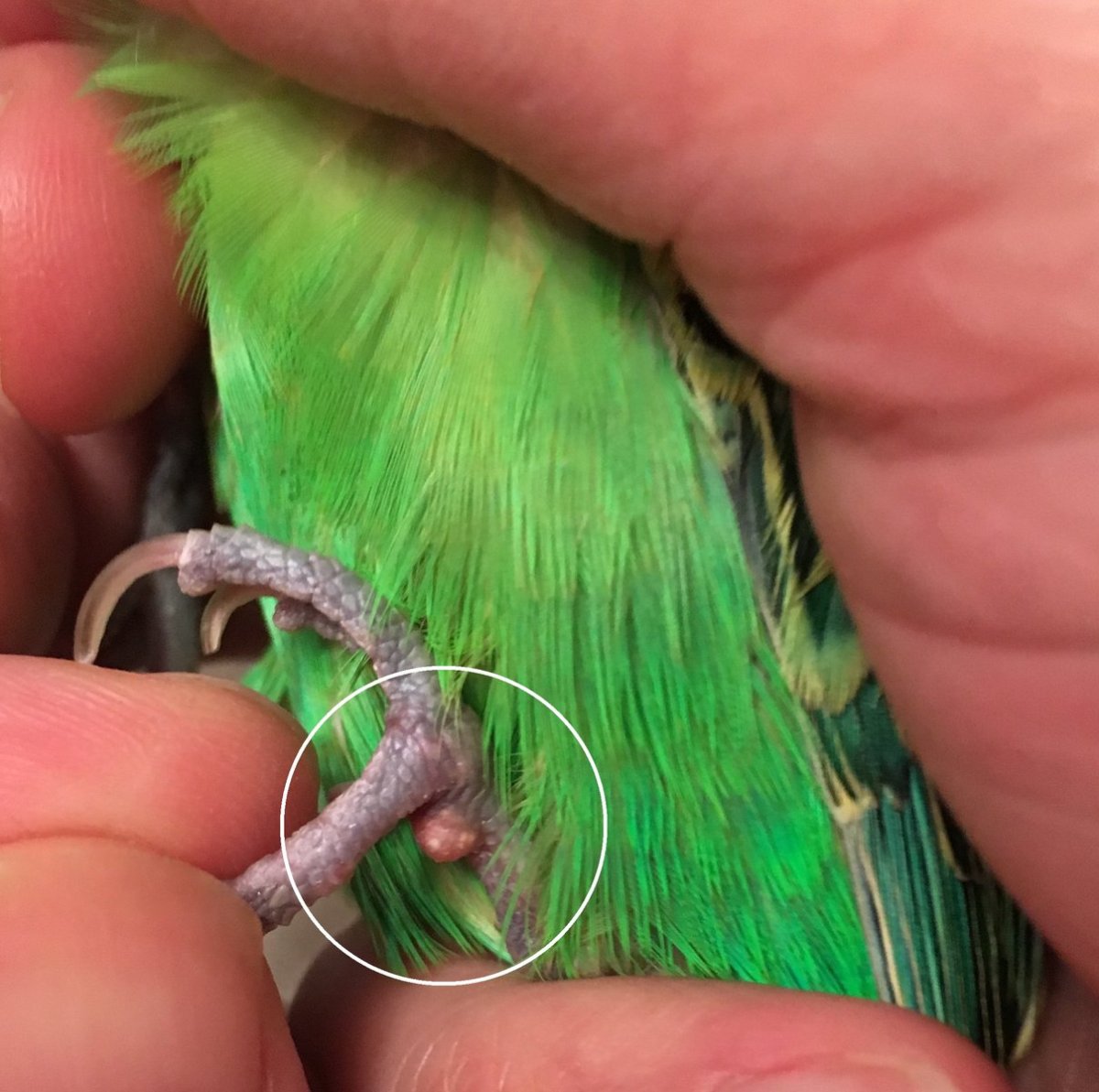 Здоровые лапы волнистого попугая