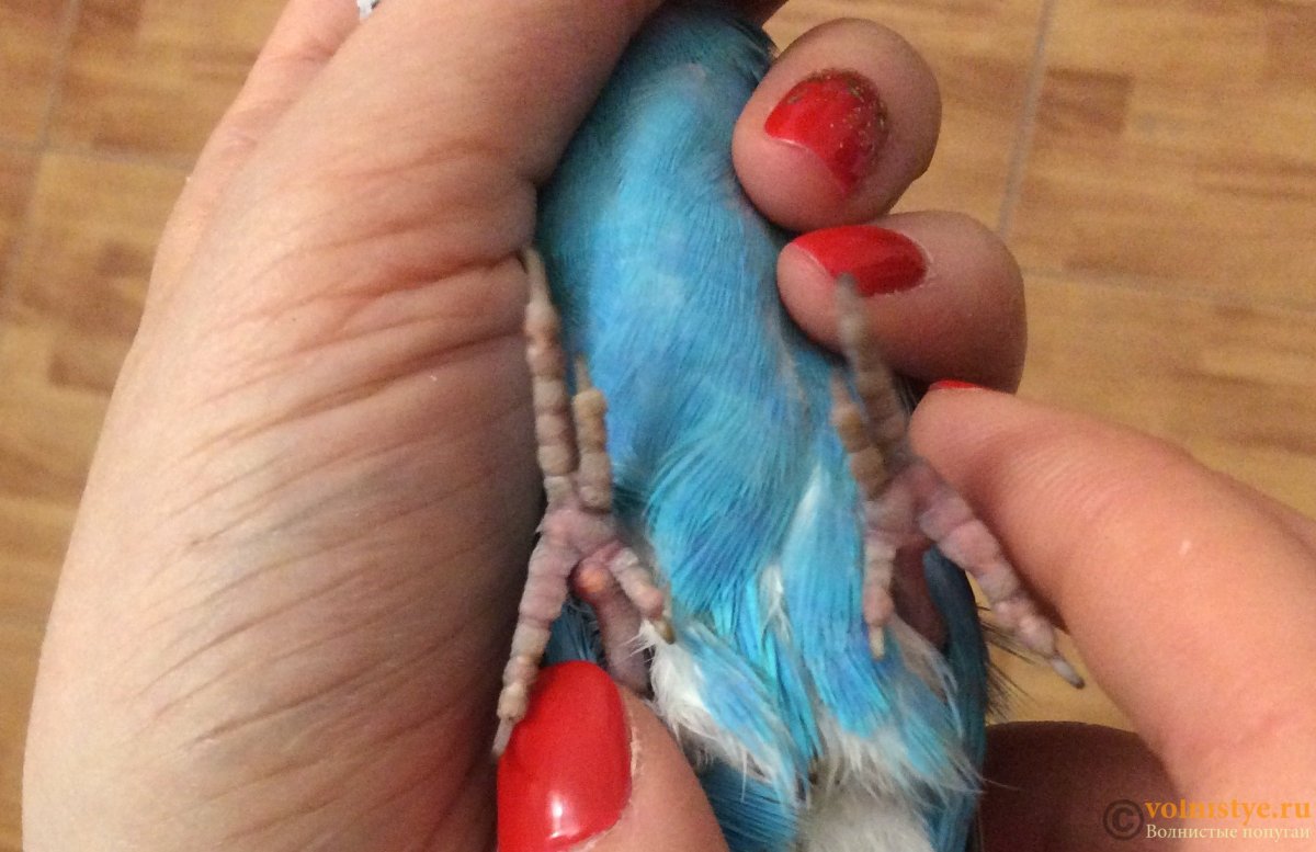 Птички волнистики