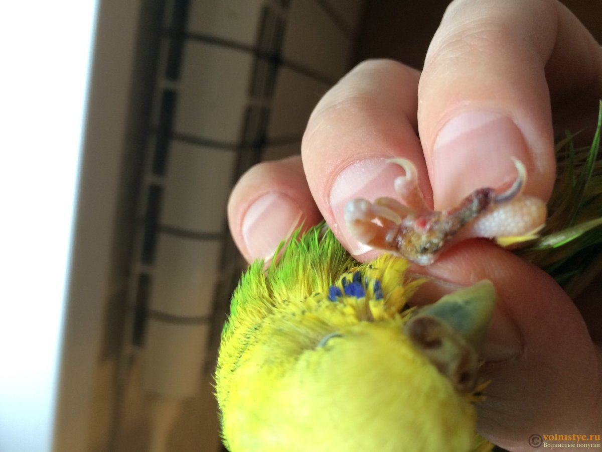 Здоровые лапки у волнистика