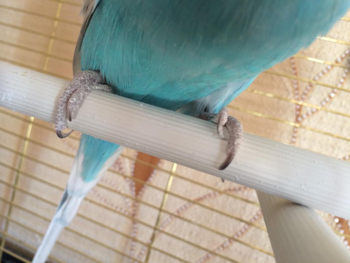 Лапы попугая ара