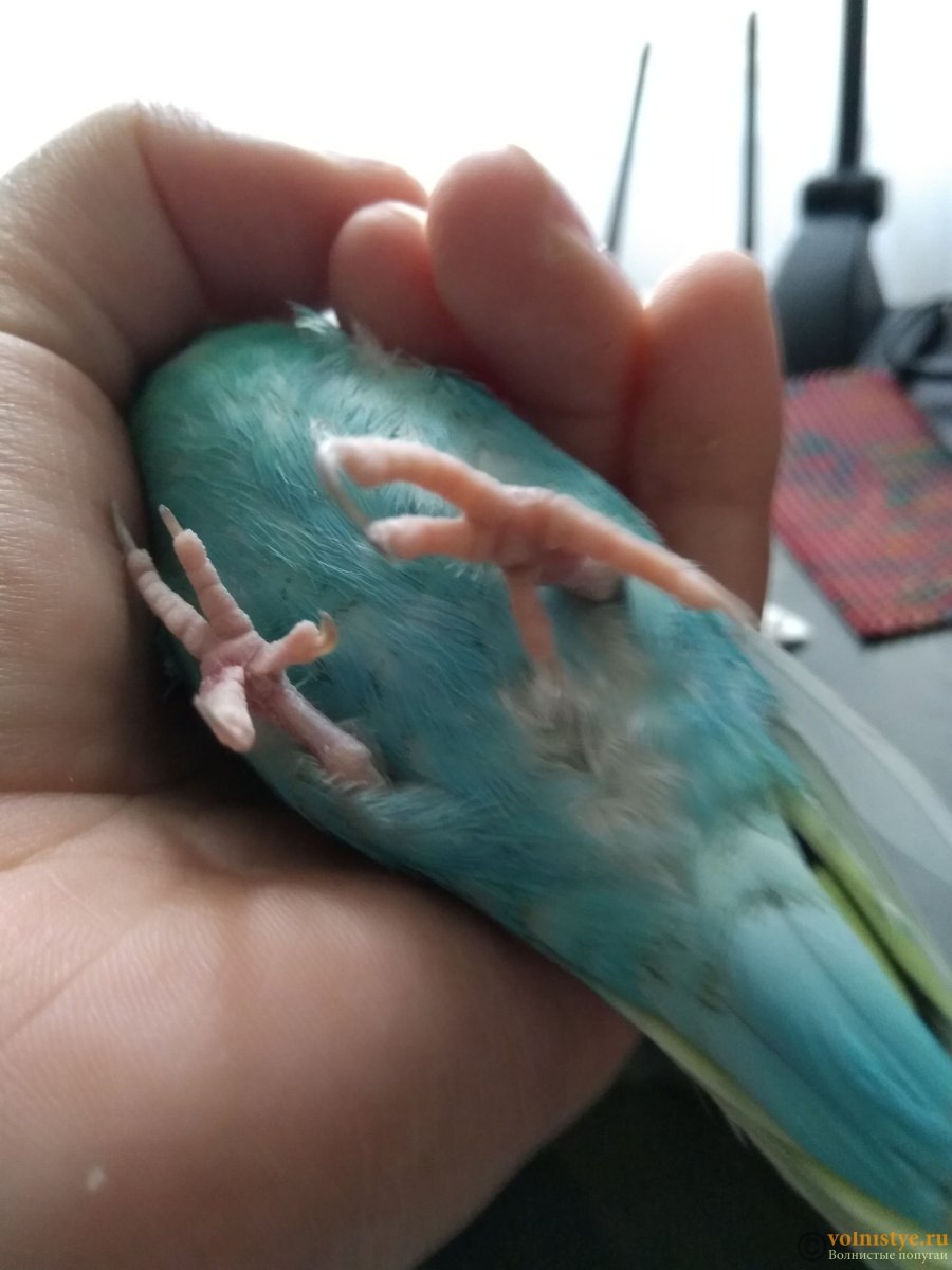 Здоровые лапки у волнистых попугаев