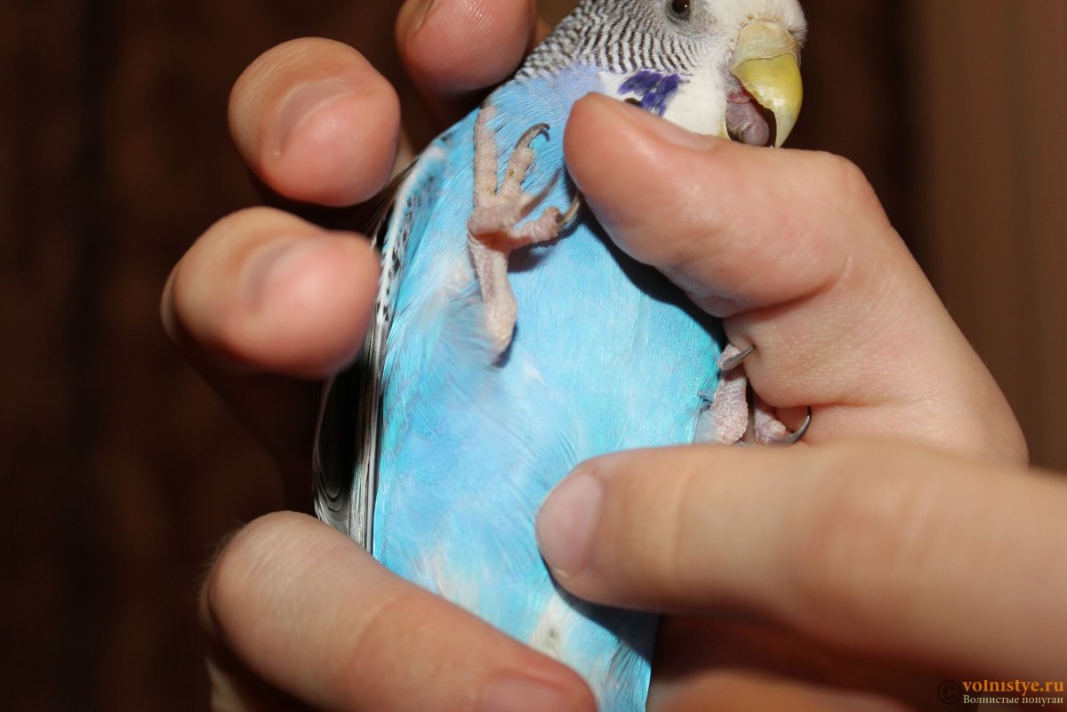 Здоровые лапы волнистого попугая