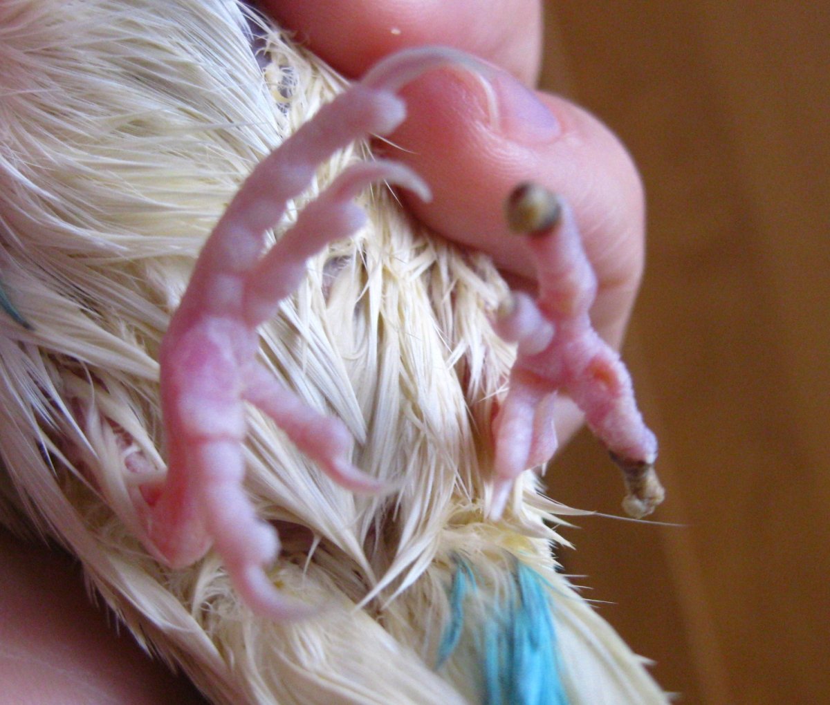 Здоровые лапки у волнистых попугаев