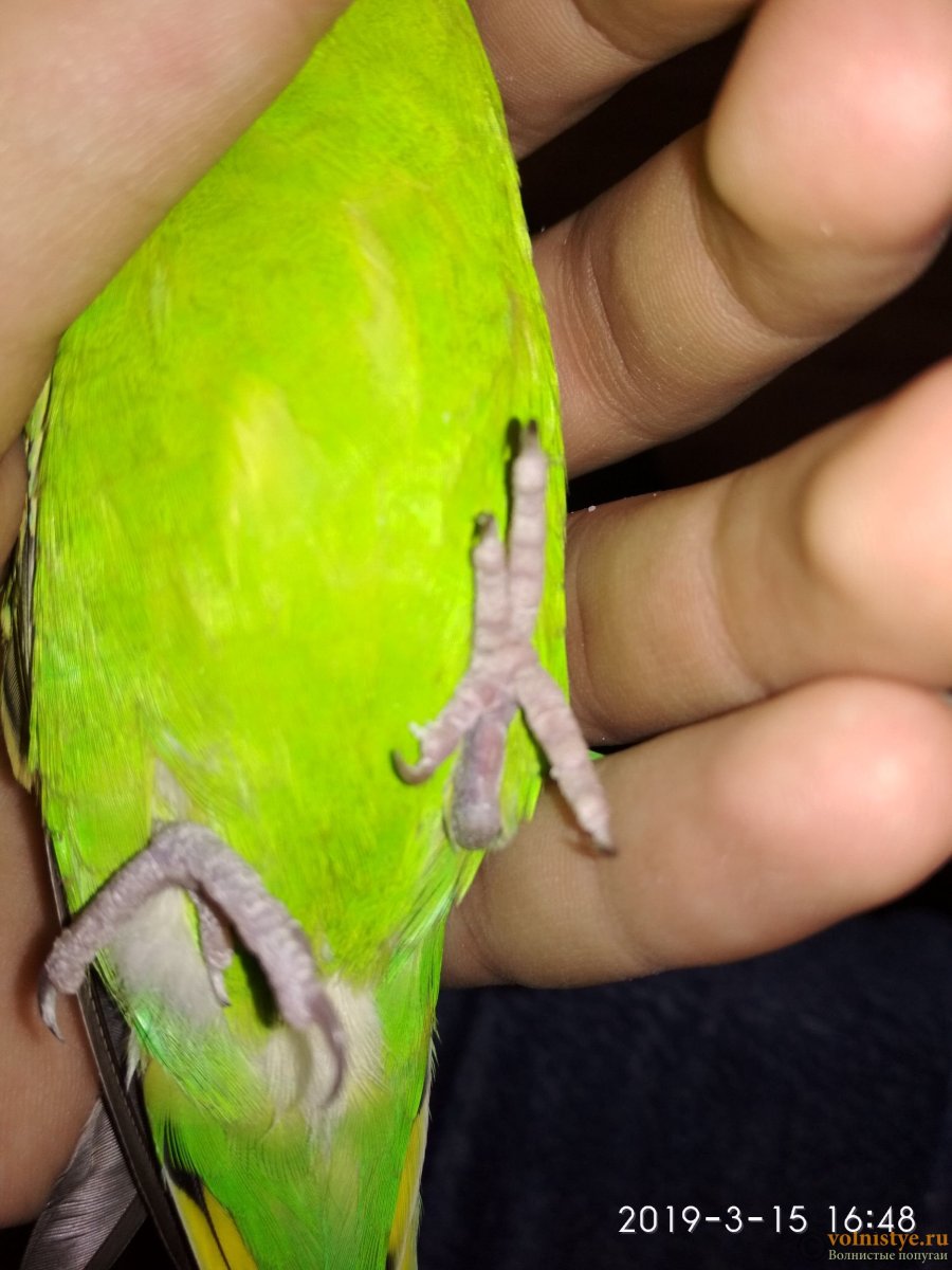 Строение окраса волнистого попугая