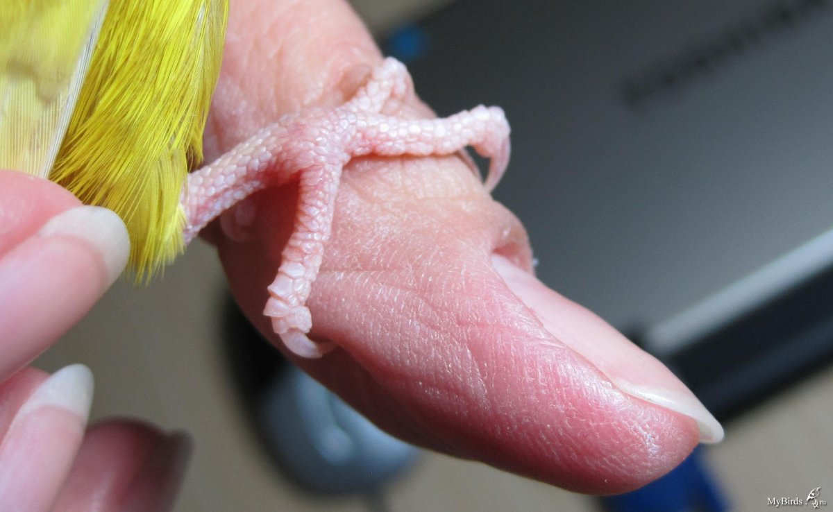 Здоровые лапки у волнистых попугаев