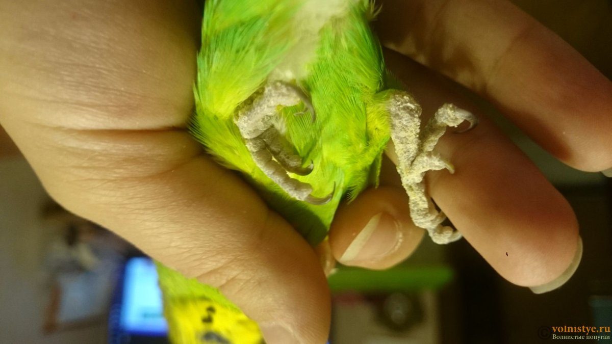 Здоровые лапки у волнистых попугаев
