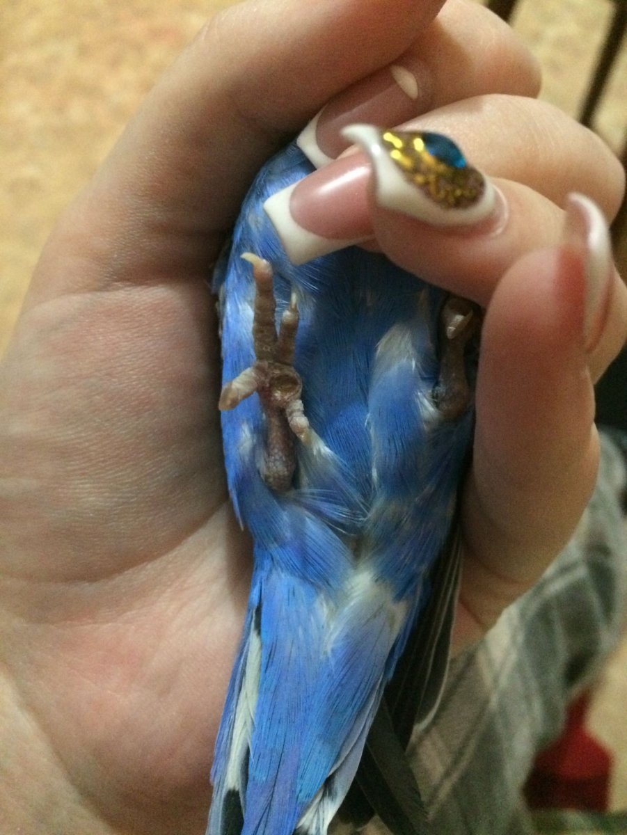 Подагра у попугая волнистого