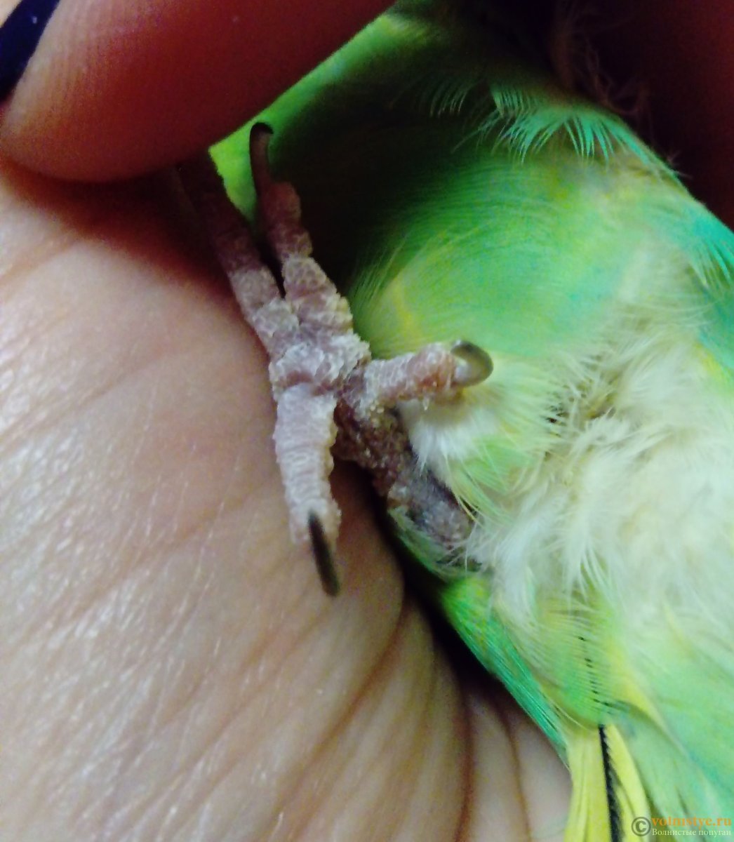 Вывих лапы у волнистого попугая