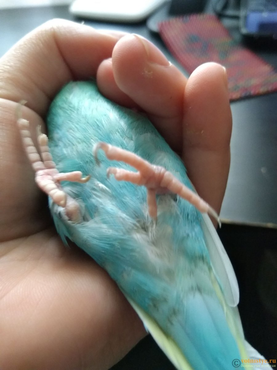 Здоровые лапы волнистика