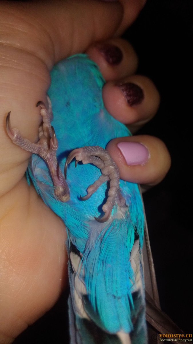 Лапки волнистого попугая