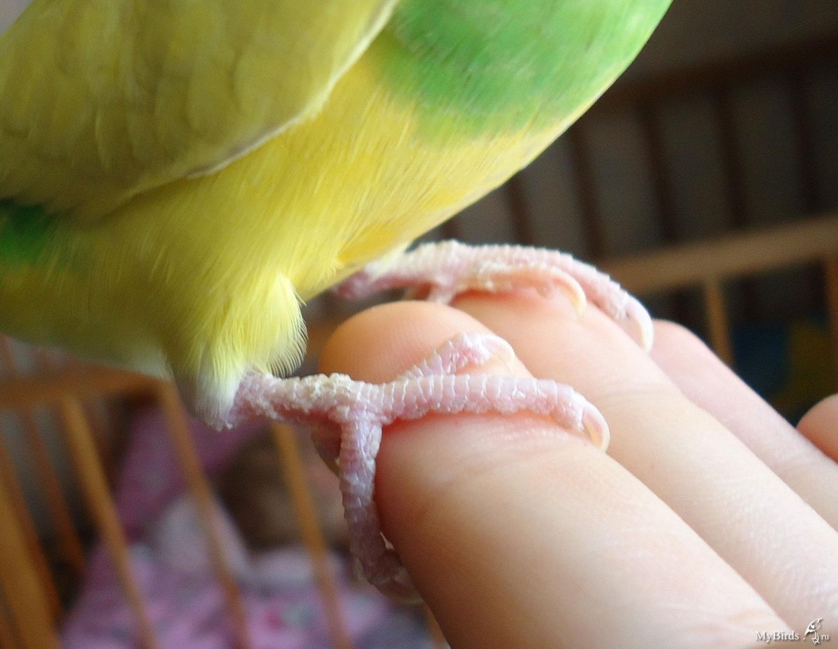 Болезни лап у волнистых попугаев