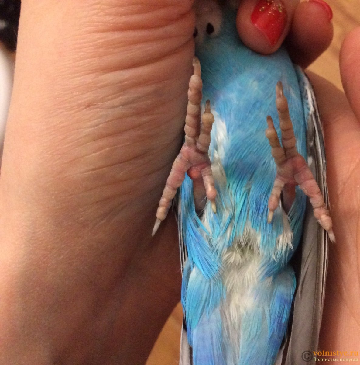 Канарейка лапы Кнемидокоптоз