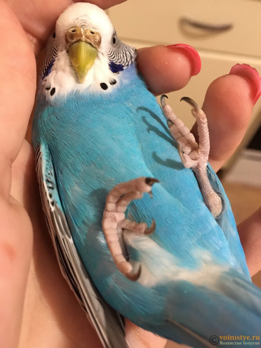 Лапки волнистого попугая