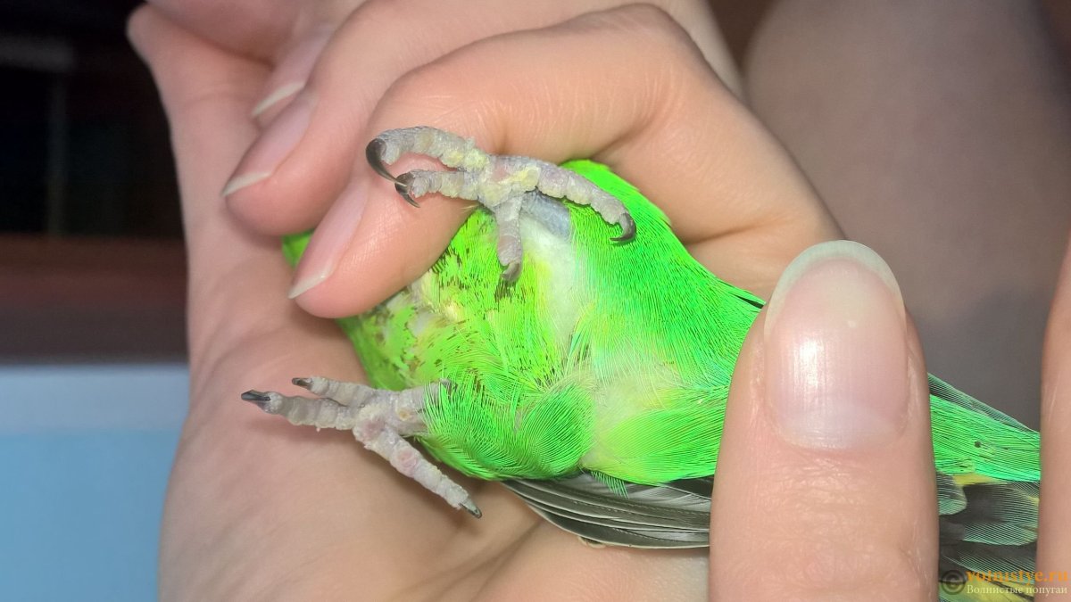 Волнистый попугайчик лапы