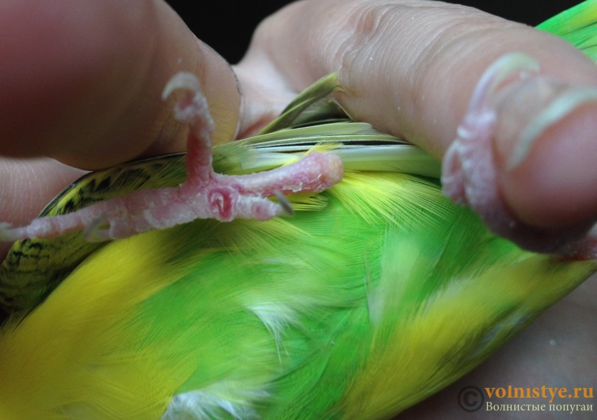 Пододерматит волнистики