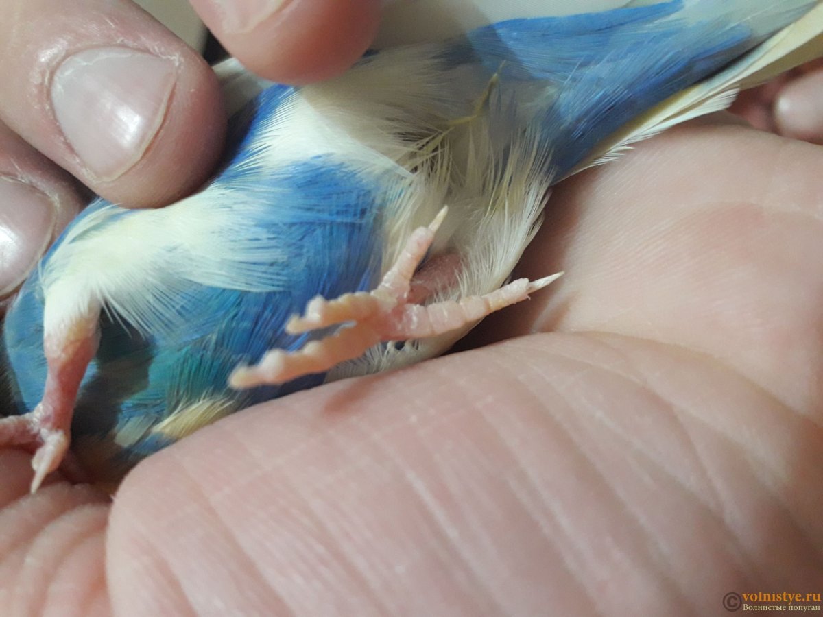 Подагра лапки волнистого попугая