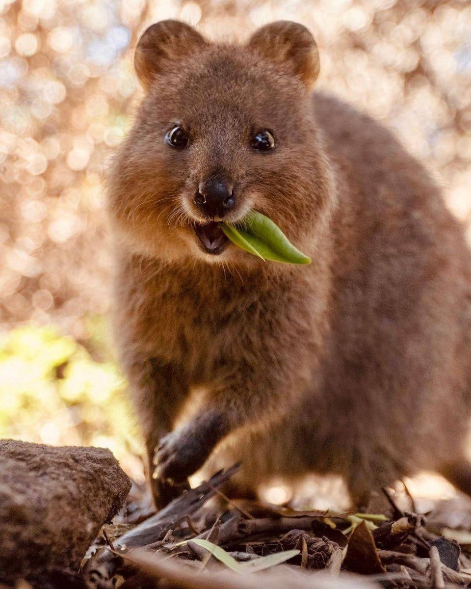 Квокка злая