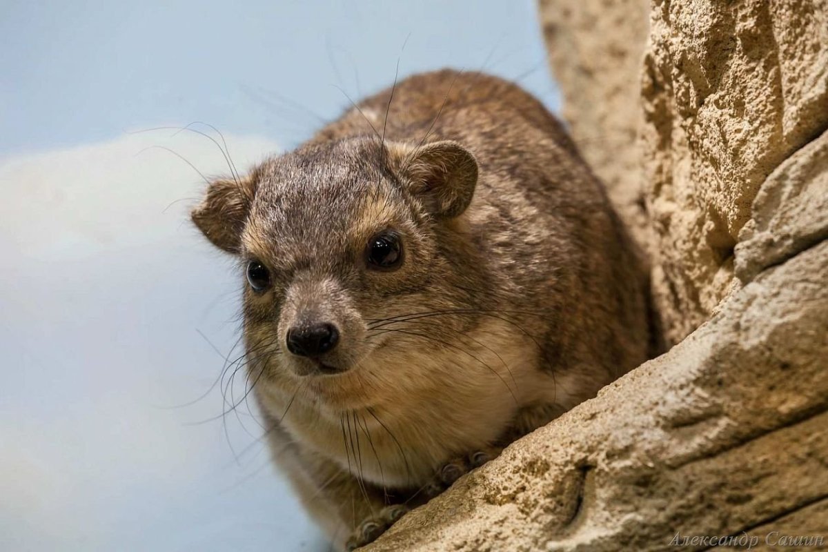 Отряд даманы (Жиряки)