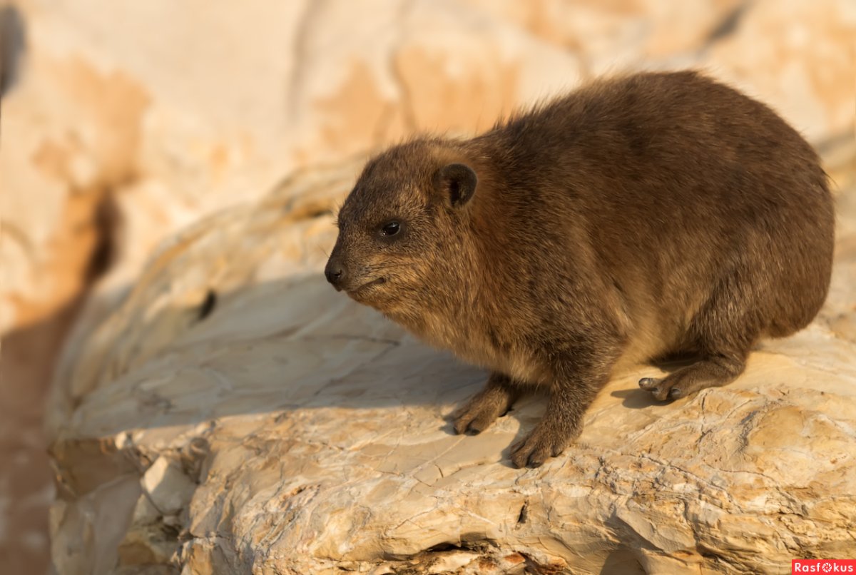 Даманы представители