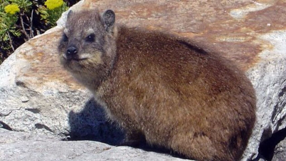 Даманы в Израиле