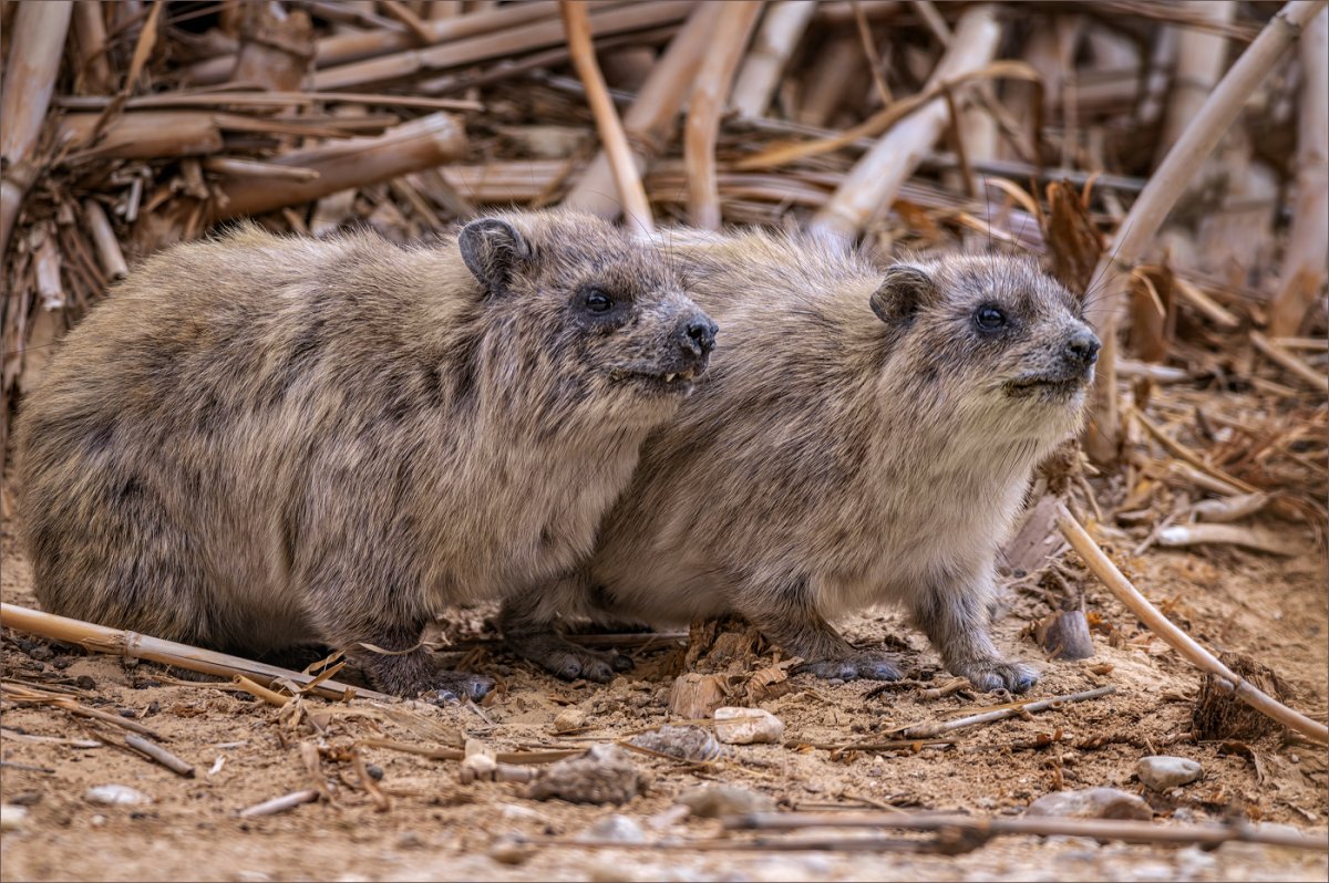 Дикой Даман с хвостом