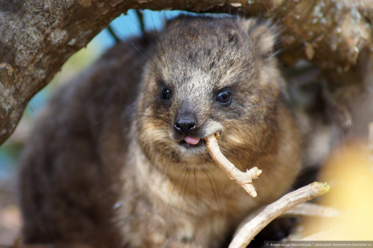 Джасвант Даман