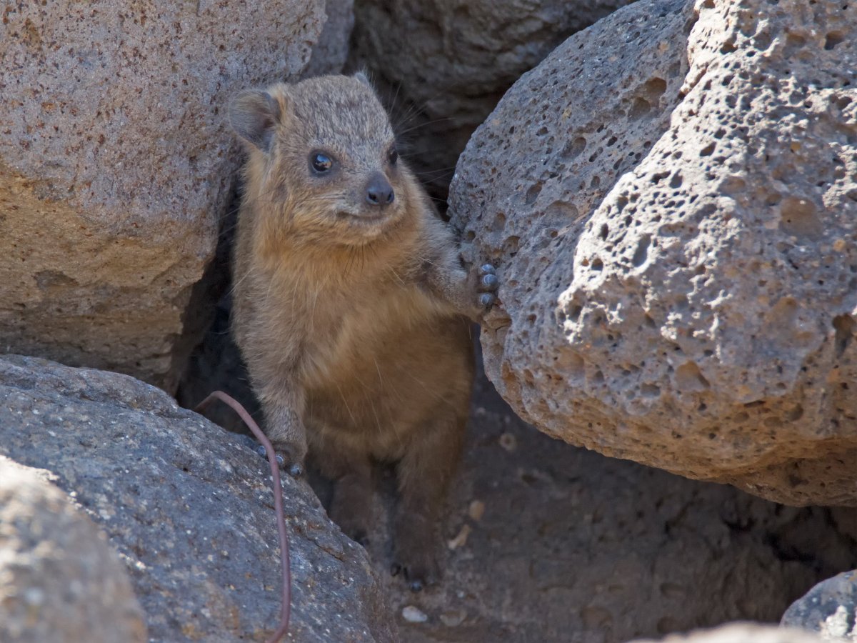 Даманы в Израиле