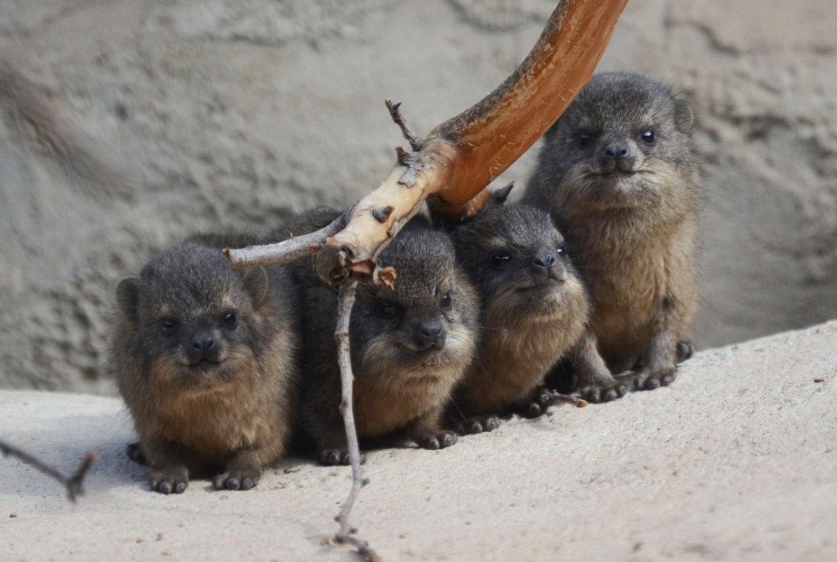 Зверек даман